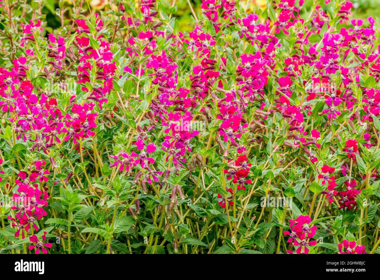 Cuphea llavea var. miniata Stock Photo