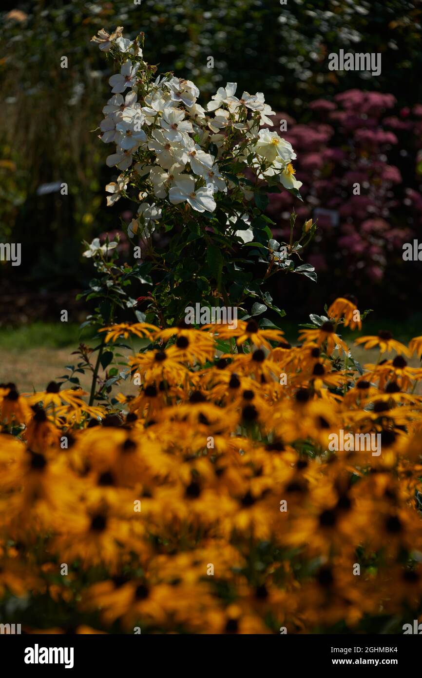 Views of David Austin Roses David Austin Roses, Bowling Green Lane, Albrighton, Shropshire Stock