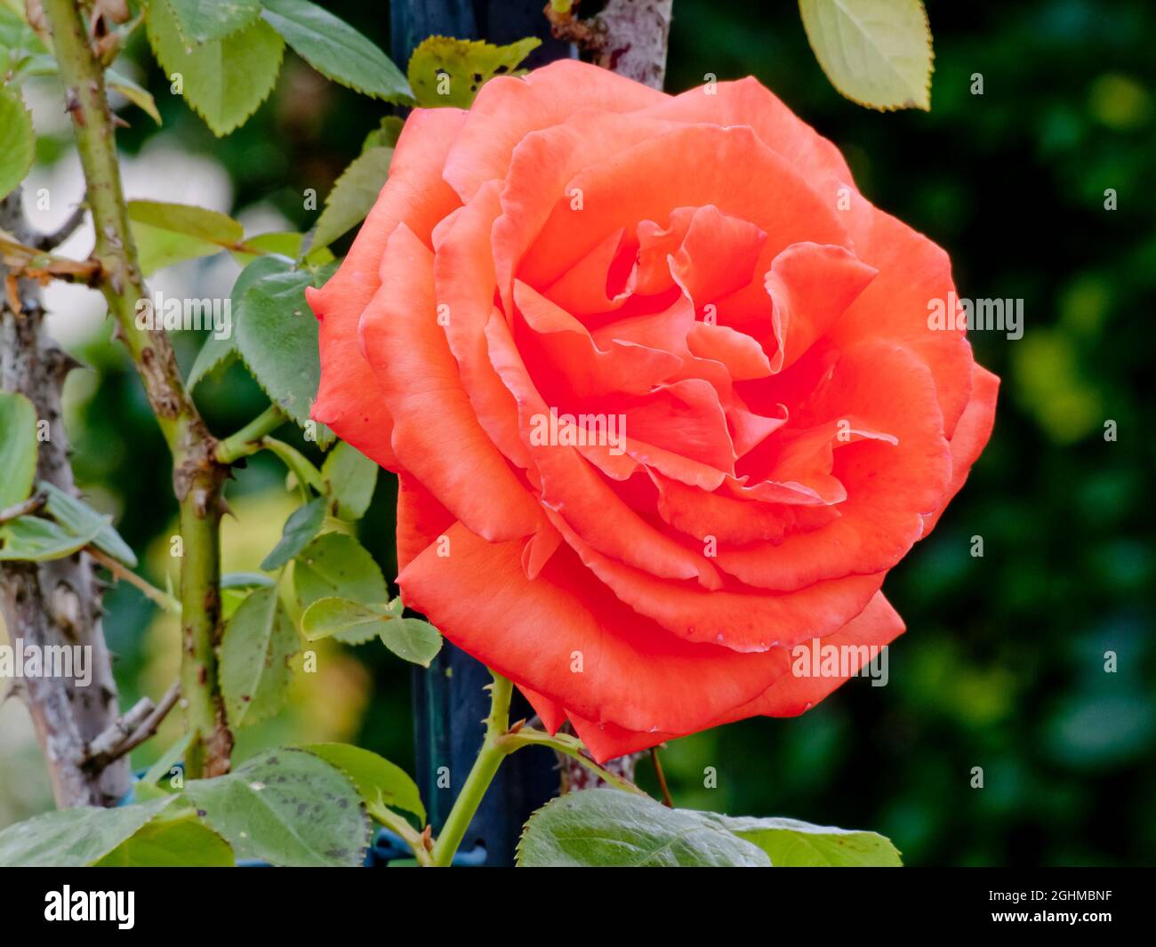 Rosa super star rose hi-res stock photography and images - Alamy