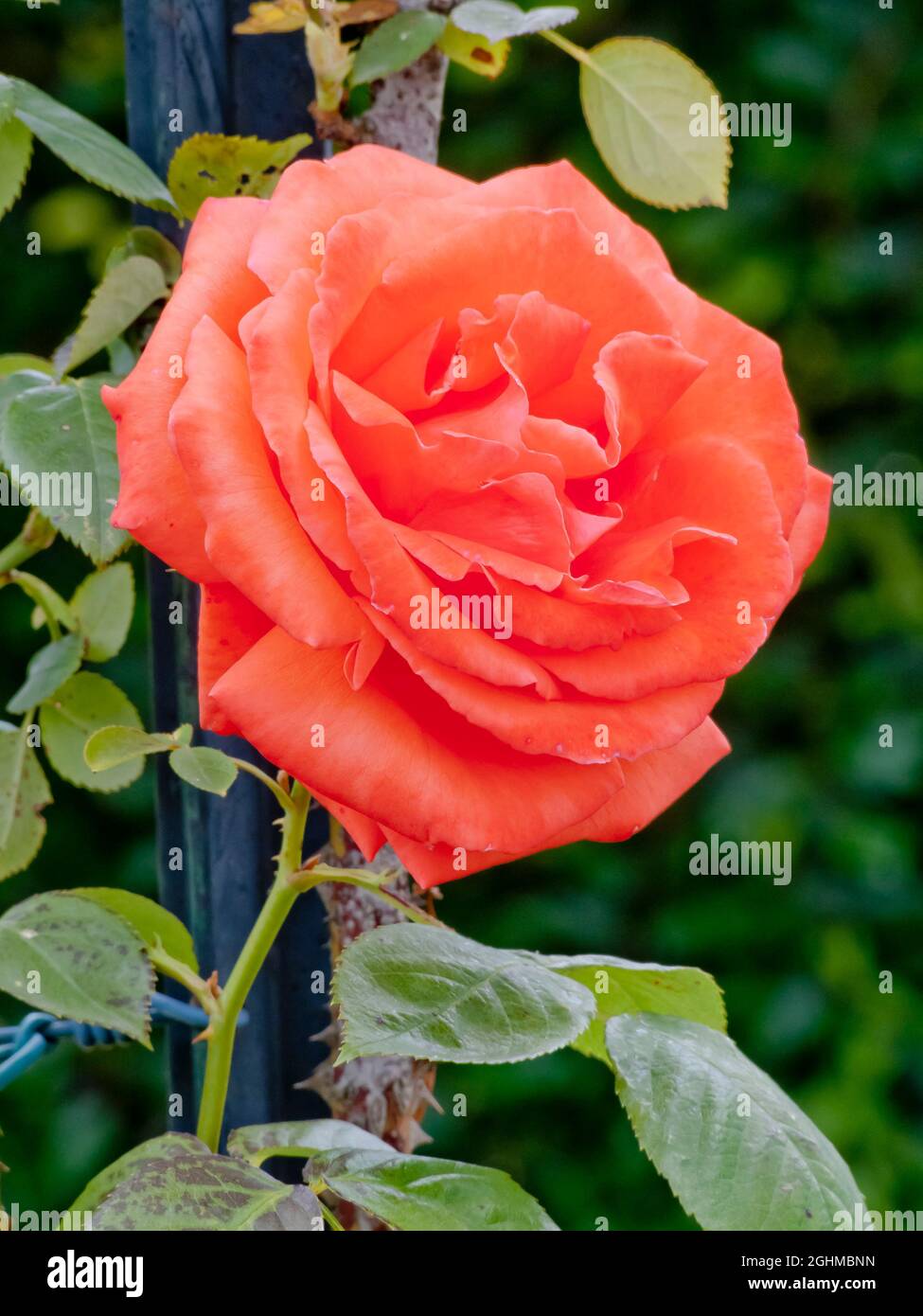 super star rose
