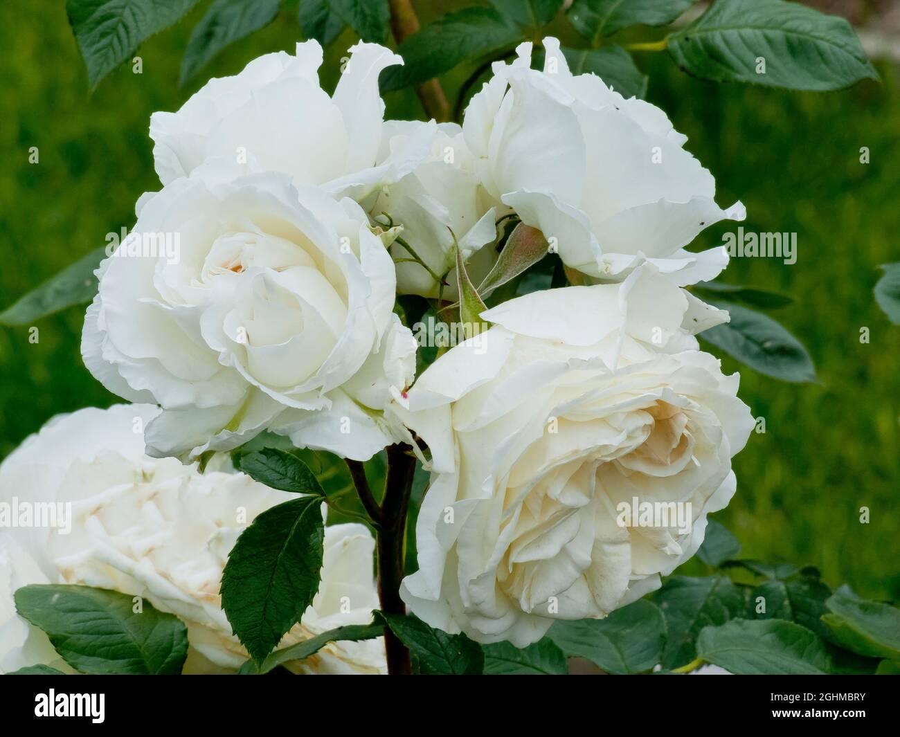 Rose tree 'Annapurna' in bloom in a garden Stock Photo - Alamy