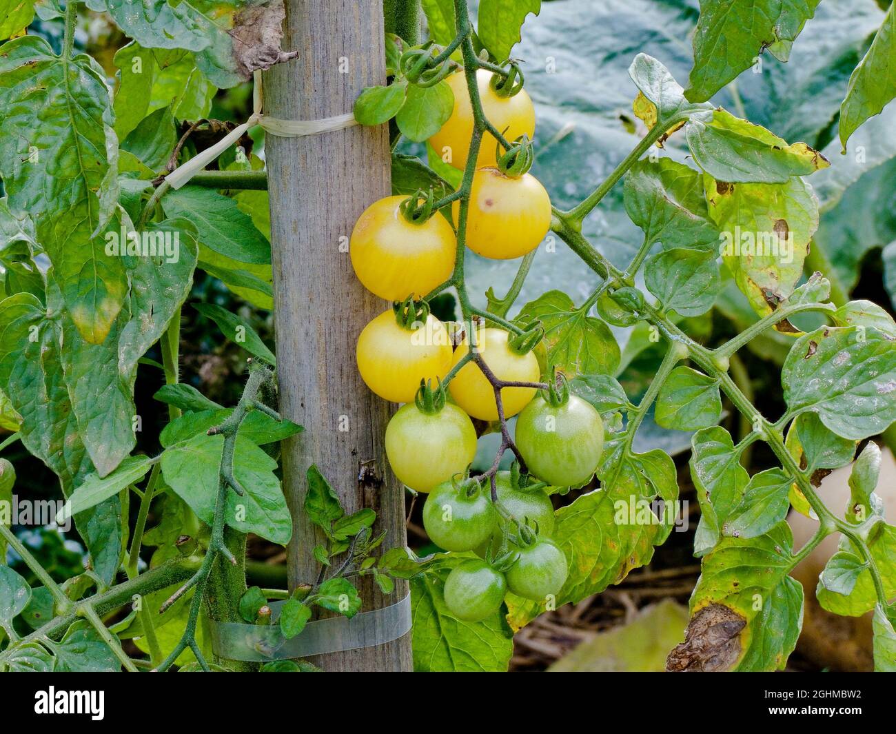 Tomate 'Mirabelle Blanche' Stock Photo