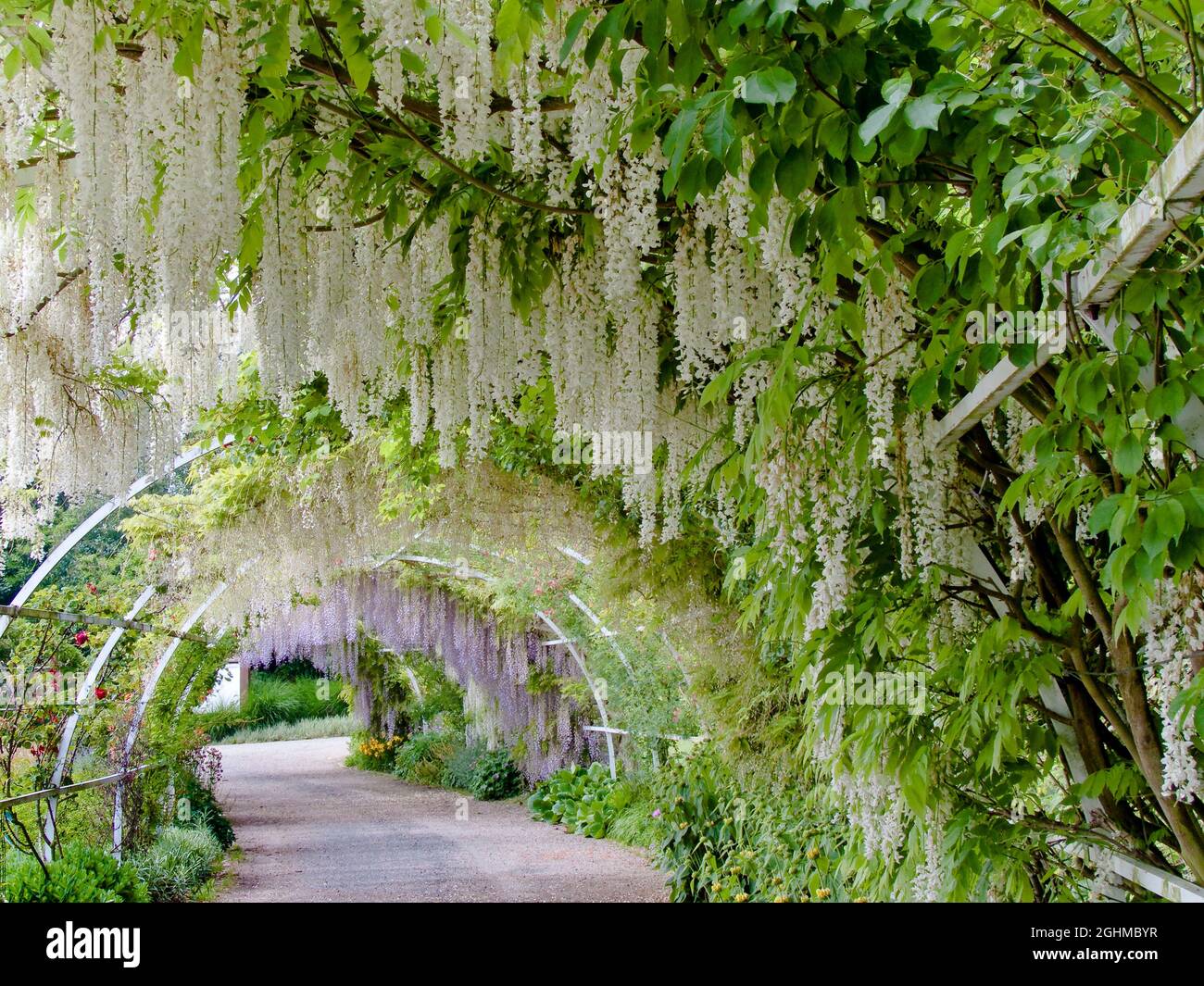 Wisteria floribunda 'Longissima Alba', 'La Colline aux Oiseaux', Caen,  Calvados, France Stock Photo - Alamy