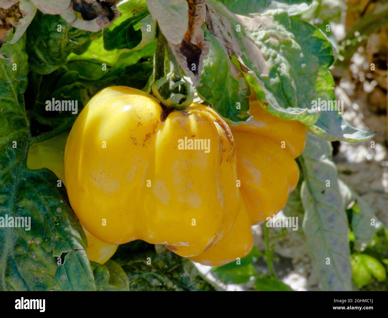 Poivron Hi Res Stock Photography And Images Alamy