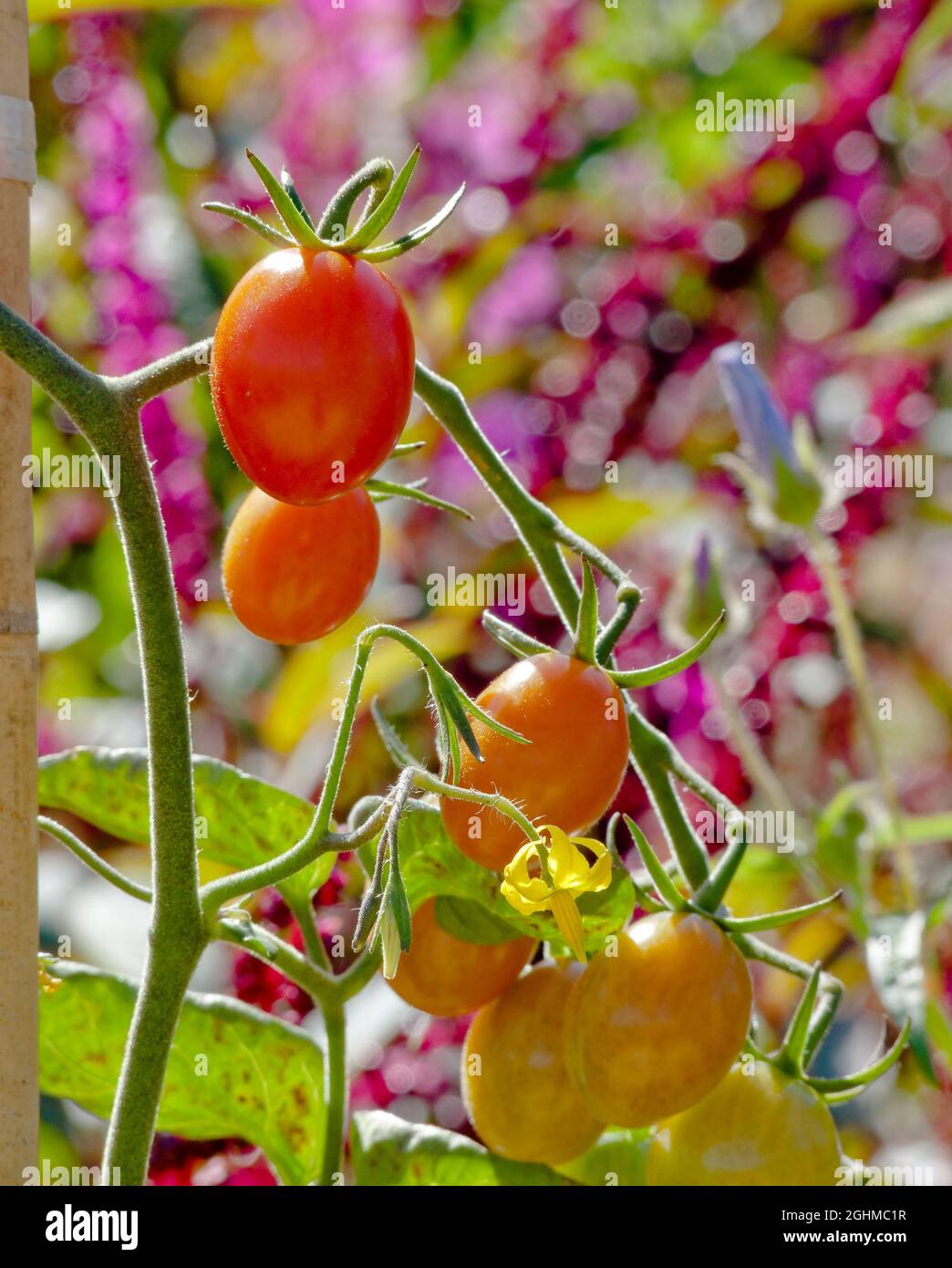 Tomate 'Coeur de Pigeon' Stock Photo - Alamy