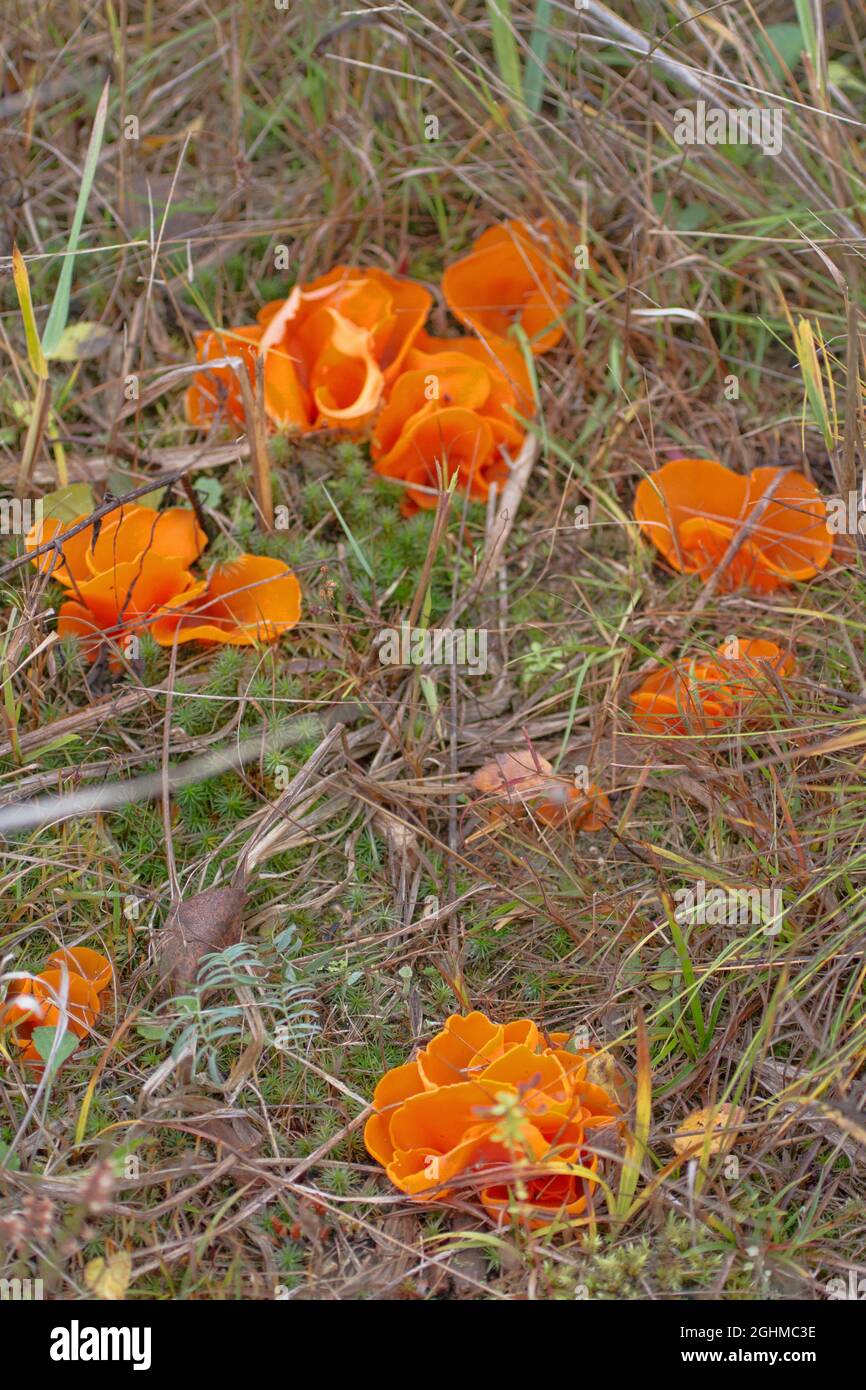 Thecasporous fungus (ascomycete) Orange cup (Peziza aurantia or Aleuria aurantia) in an open forest clearing warmed by the sun. Taiga forests of North Stock Photo