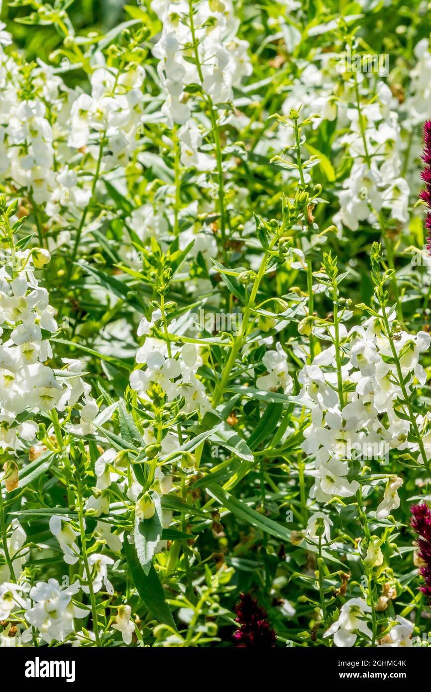 Angelonia augustifolia ‘Serena White’ Stock Photo - Alamy