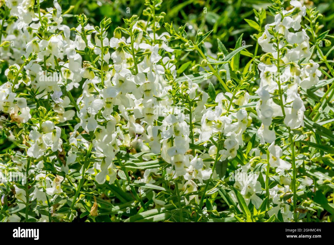 Angelonia augustifolia ‘Serena White’ Stock Photo - Alamy
