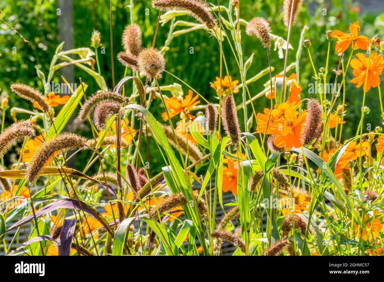 Italian foxtail millet setaria italica hi-res stock photography and ...