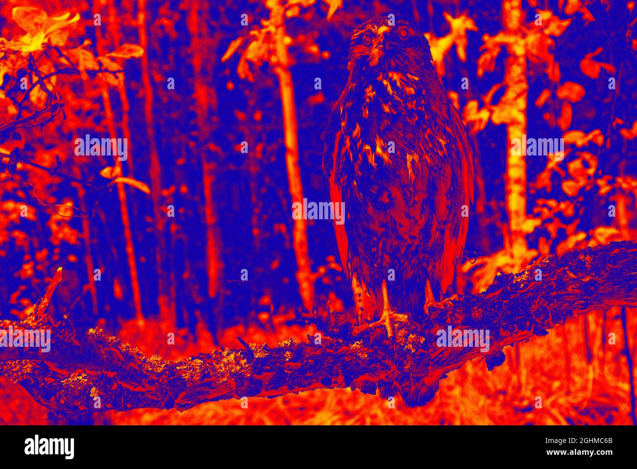 Bird of Prey. Scanning the animal's body temperature with a thermal