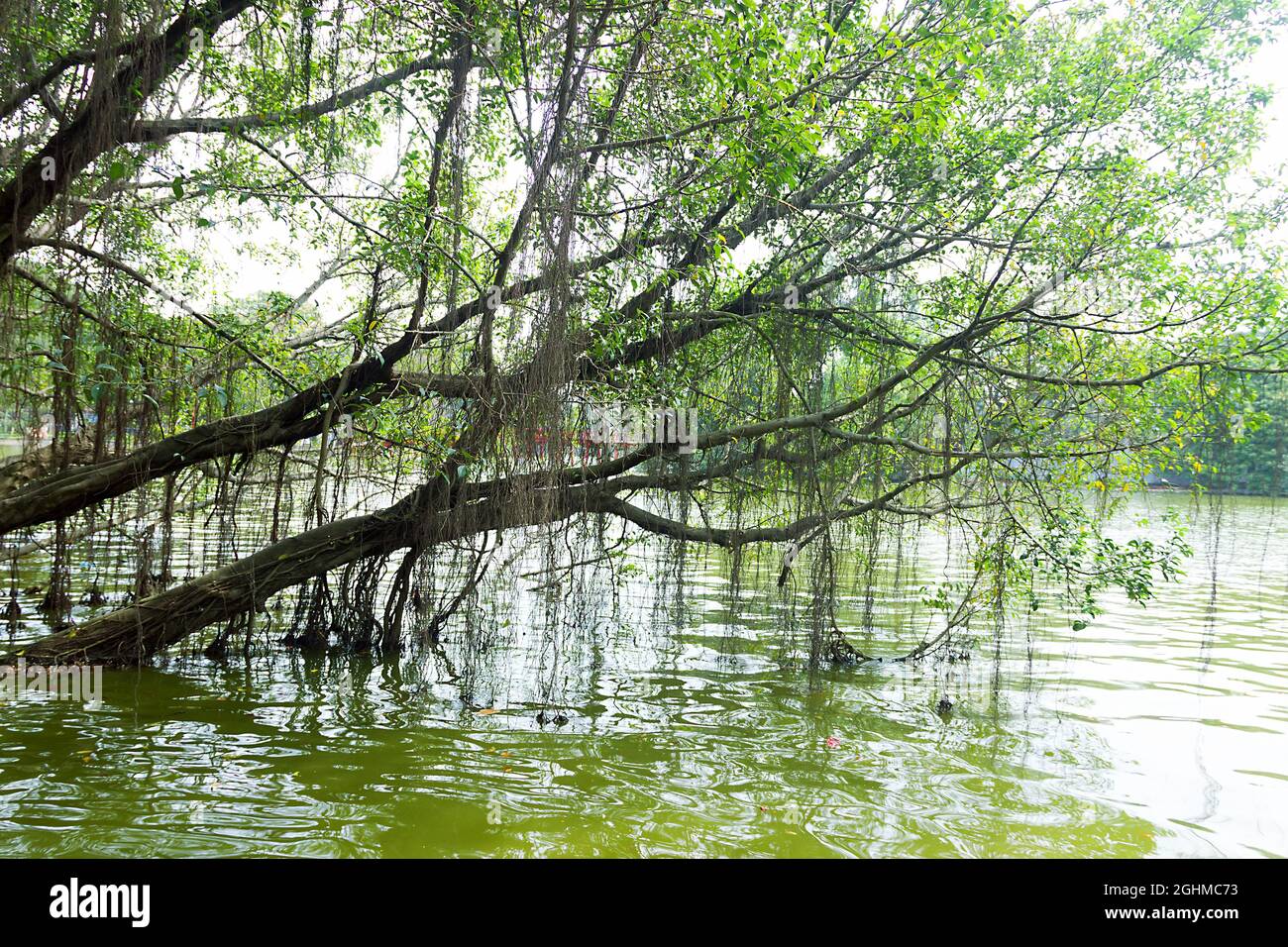 Aerating root; pneumatophore root - species of trees from the mangrove forest. Vietnam Stock Photo