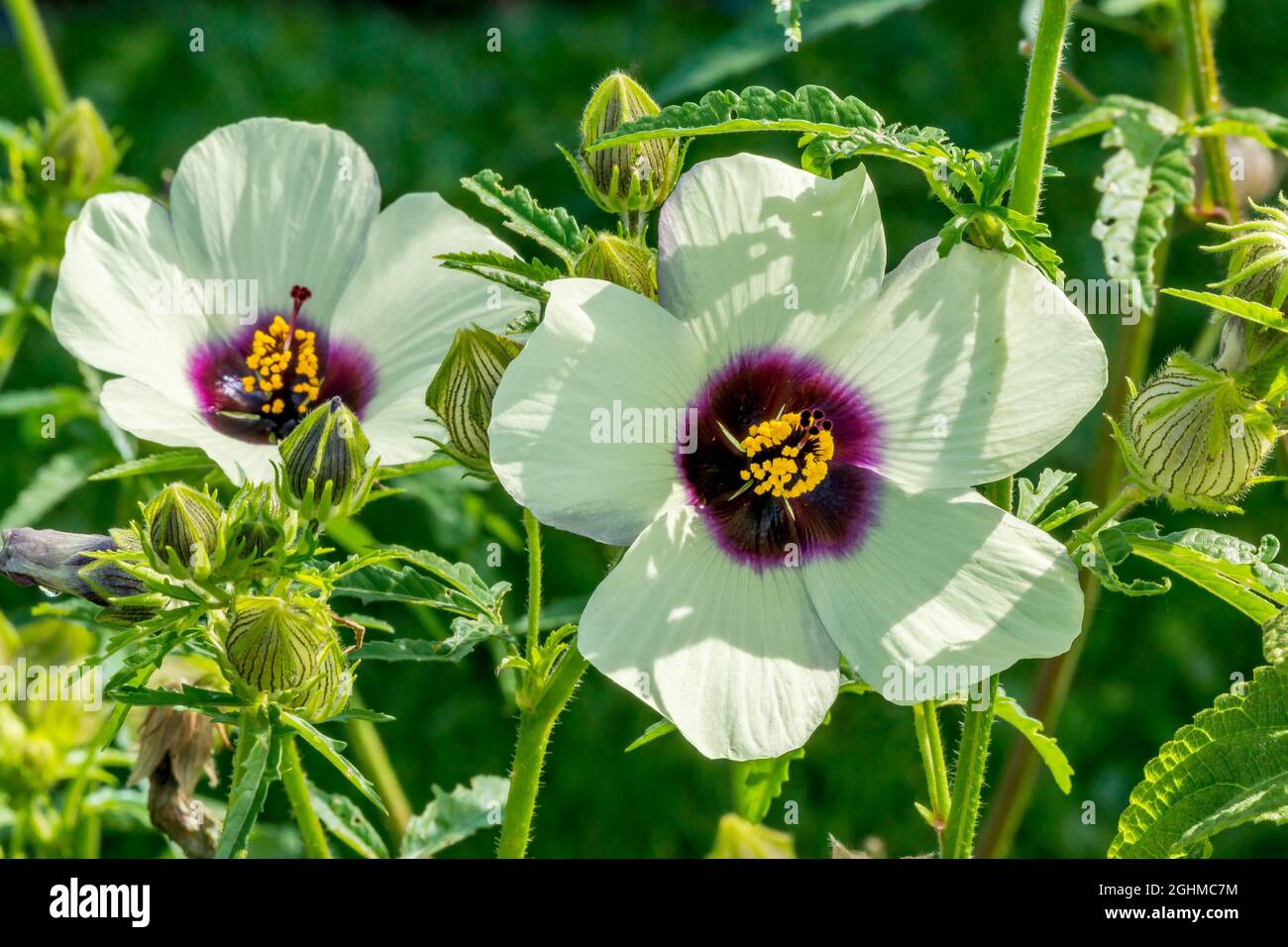 Cannabinus High Resolution Stock Photography And Images Alamy