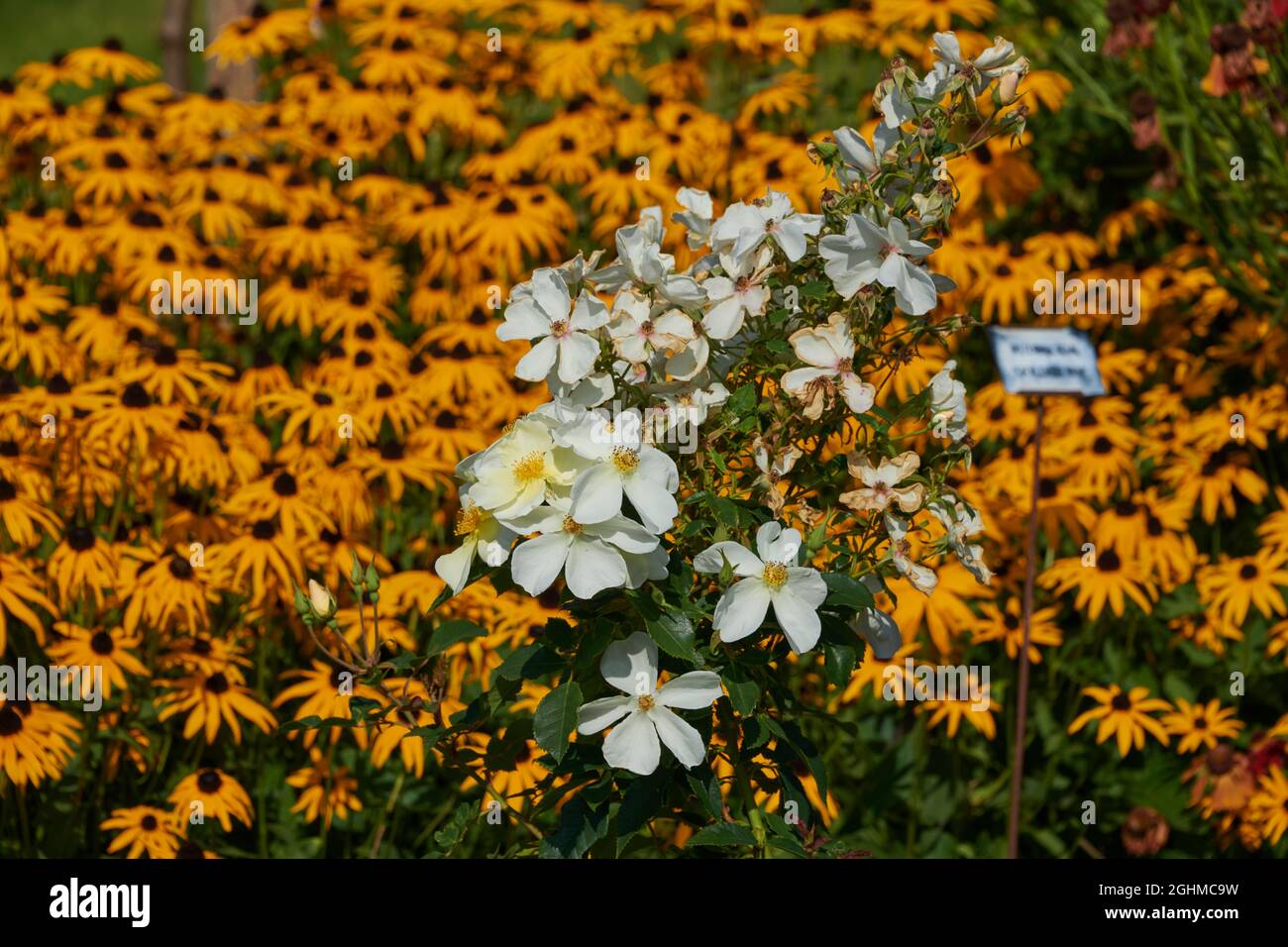 Views of David Austin Roses David Austin Roses, Bowling Green Lane, Albrighton, Shropshire Stock