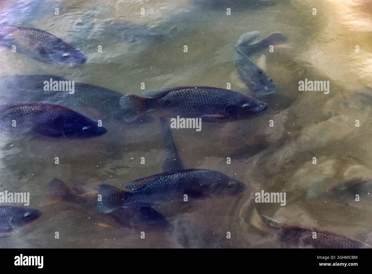 Nile Tilapia - this is a very tenacious fish, led convenient for artificial breeding and fish farming. You can see the mouth of a fish feeding from th Stock Photo