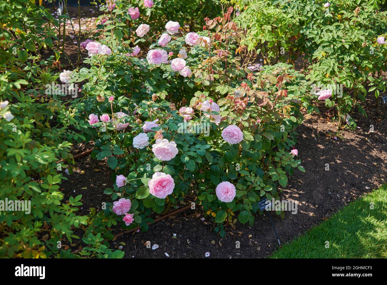 Views of David Austin Roses David Austin Roses, Bowling Green Lane
