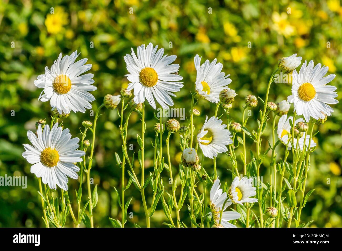 Chrysanthemum serotinum hires stock photography and images Alamy