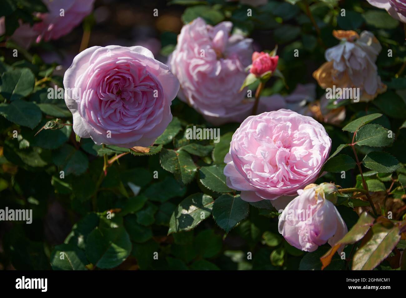Views of David Austin Roses David Austin Roses, Bowling Green Lane