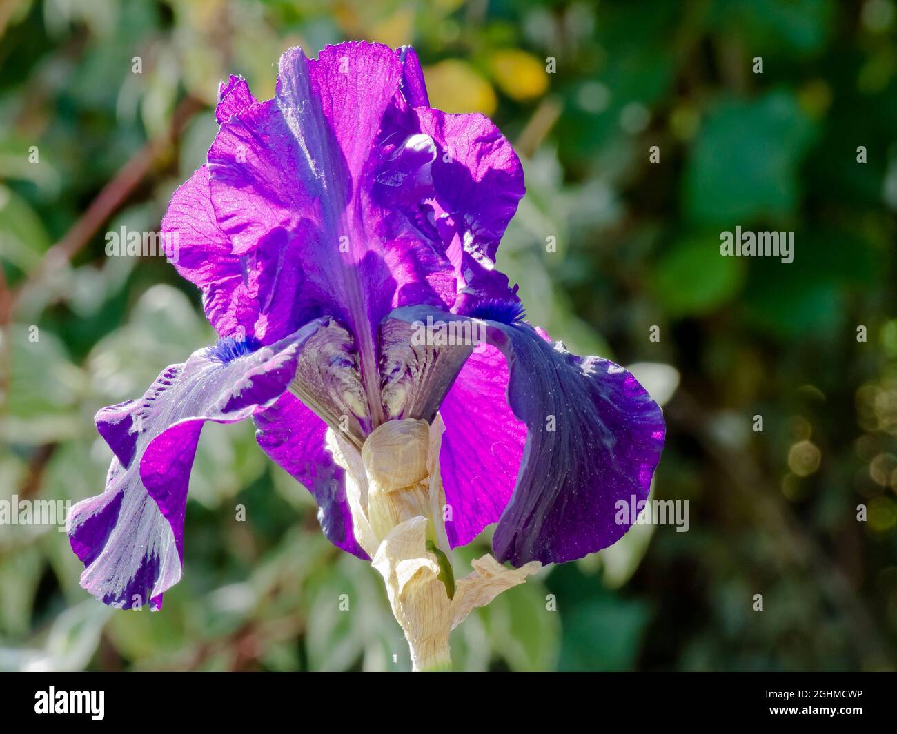 Iris Germanica 'Licorice Stick' Breeder Schreiner 1961 Stock Photo