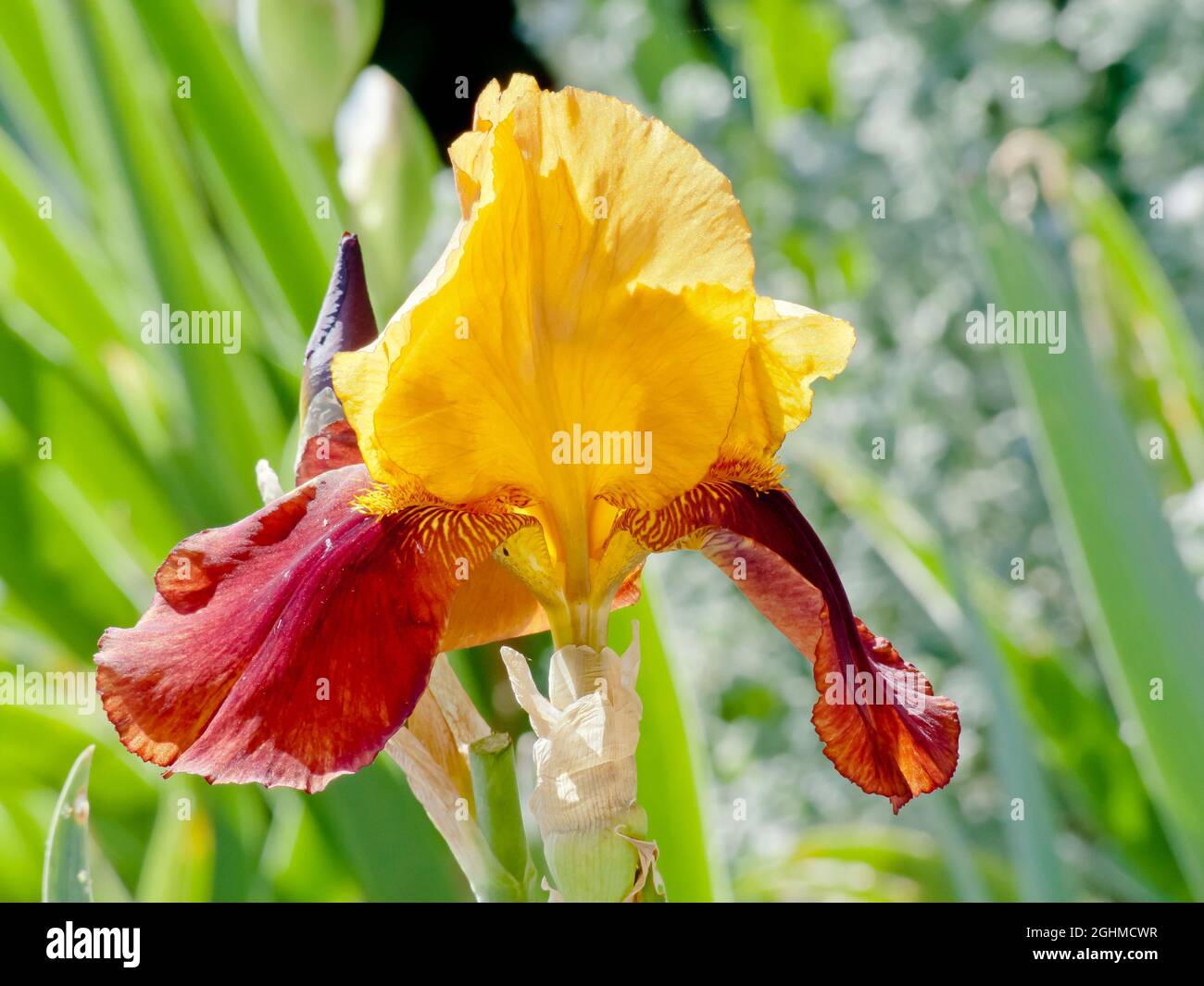 Iris Germanica 'Gai Luron' Breeder : Cayeux 1958 Stock Photo - Alamy