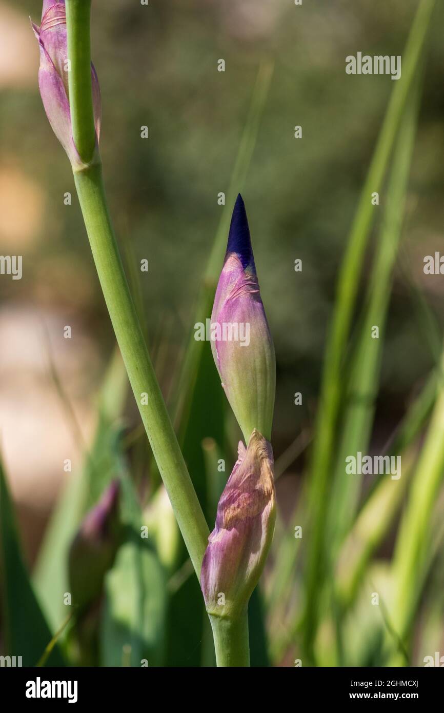 Iris germanica, Purple Iris flower Bud Stock Photo   Alamy