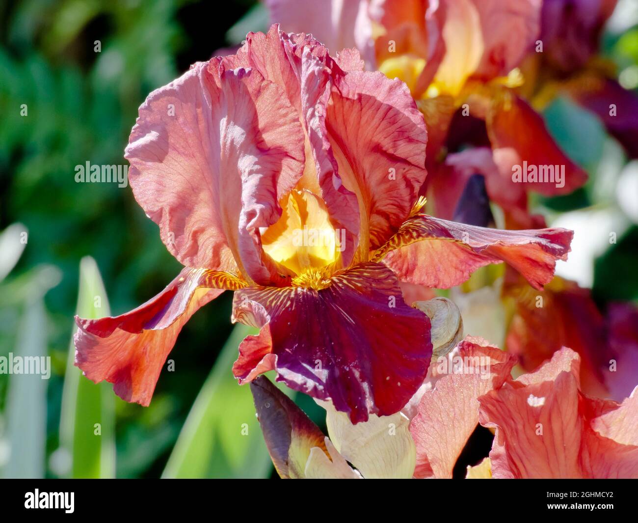 Iris Germanica 'Caldron' Breeder : Schreiner 1957 Stock Photo - Alamy