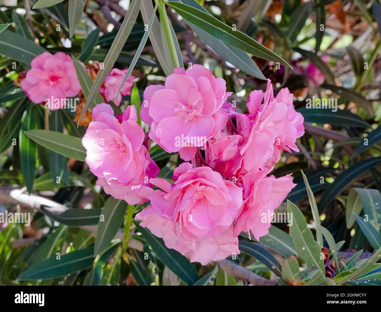 Laurier rose Soeur Agnès (Nerium oleander 'Sœur Agnès') main image 0