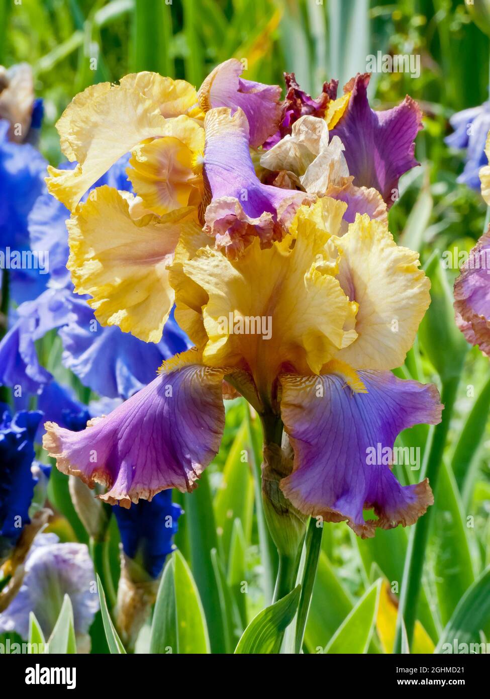 Iris Germanica 'Tequila Sunrise' Obtenteur McWhirter 1978 Stock Photo