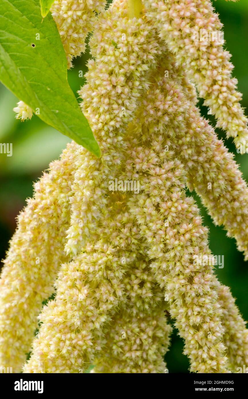 Amaranthus caudatus 'Green Cascade' Stock Photo