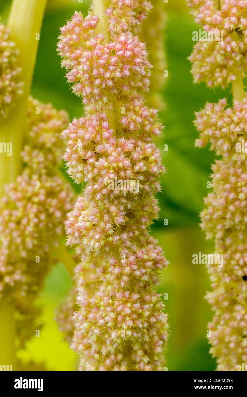 Amaranthus caudatus 'Green Cascade' Stock Photo