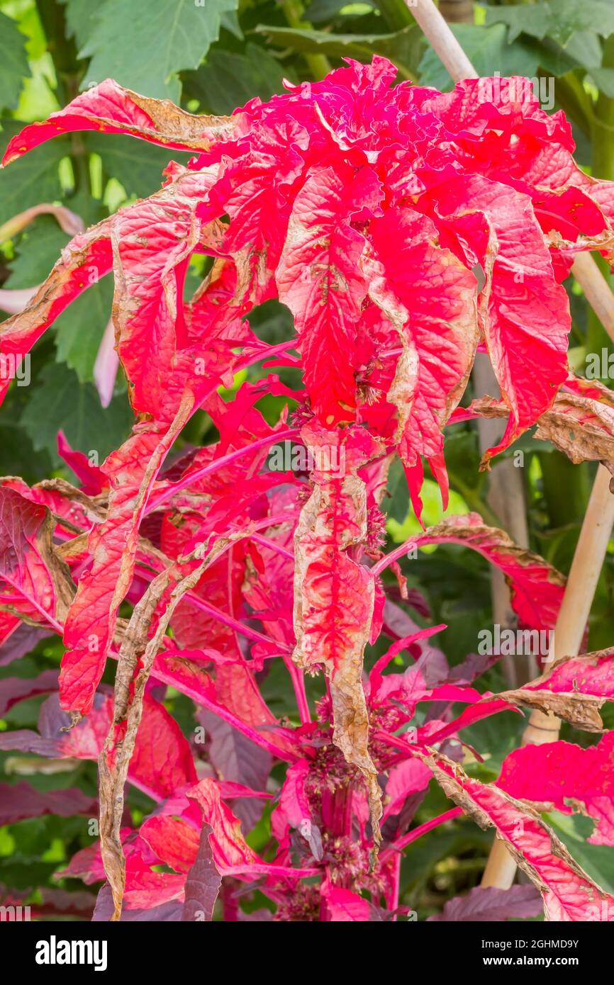 Amaranthus tricolor 'Aurora' Stock Photo