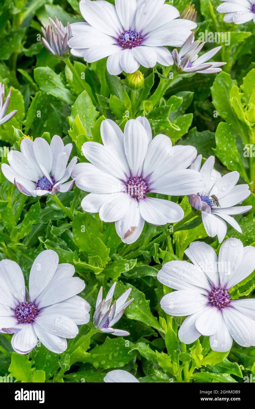 African Daisies 'Serenity White' in bloom in a garden Stock Photo