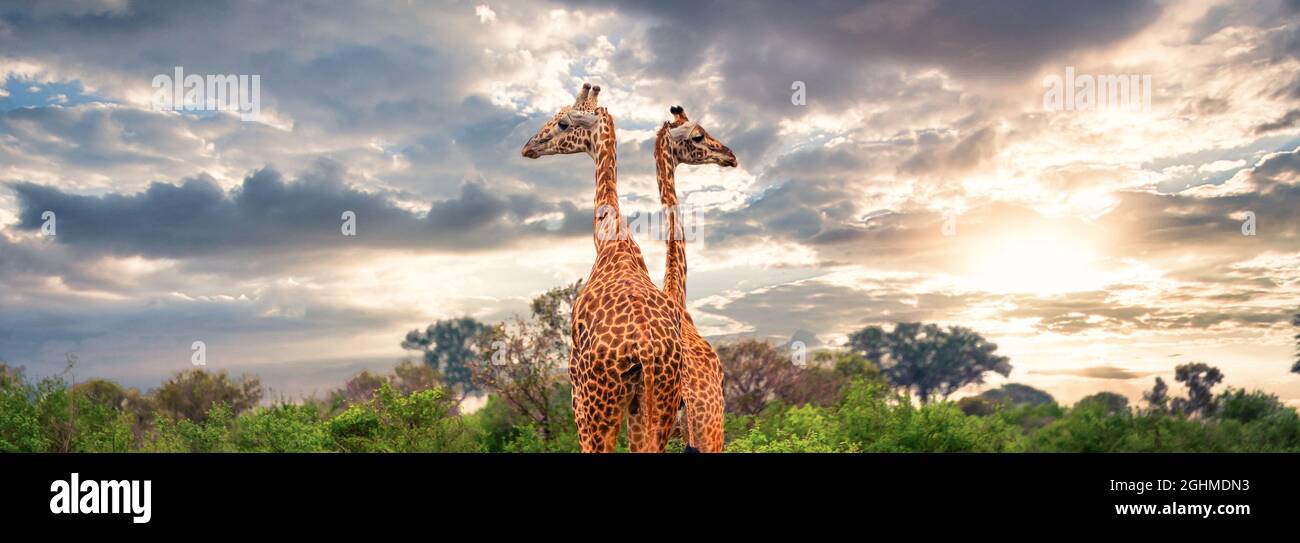 Tall giraffes beautiful cloudy hi-res stock photography and images - Alamy