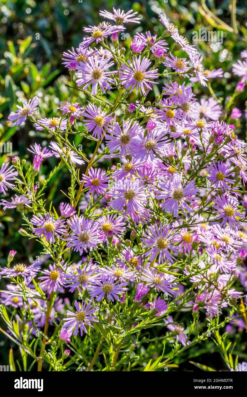 Aster ericoides 'Pink Star' Stock Photo