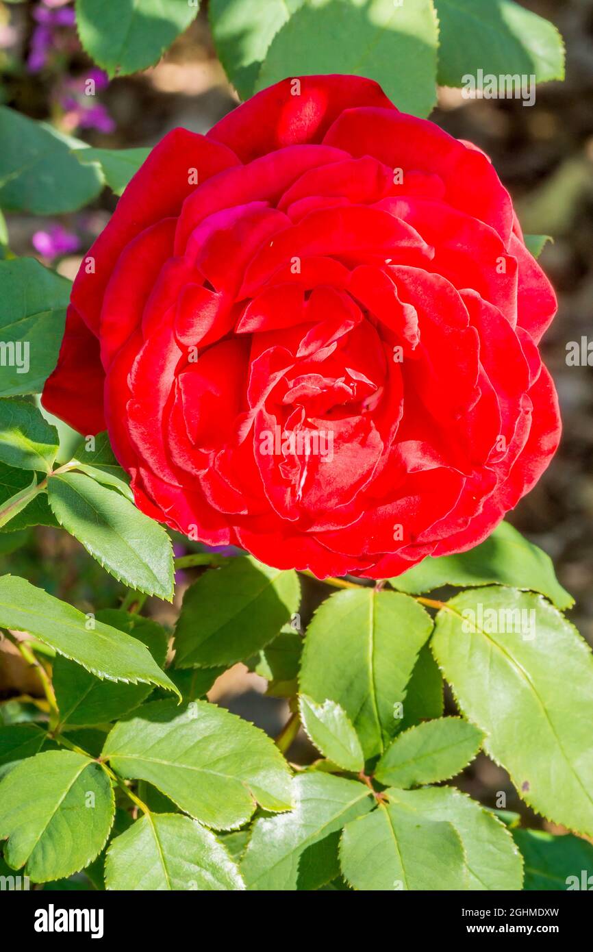 Rose Rosa Rouge Meilland High Resolution Stock Photography and Images -  Alamy