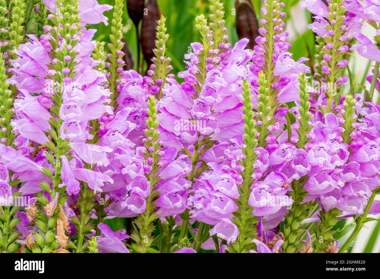 Physostegia Virginiana High Resolution Stock Photography and Images - Alamy