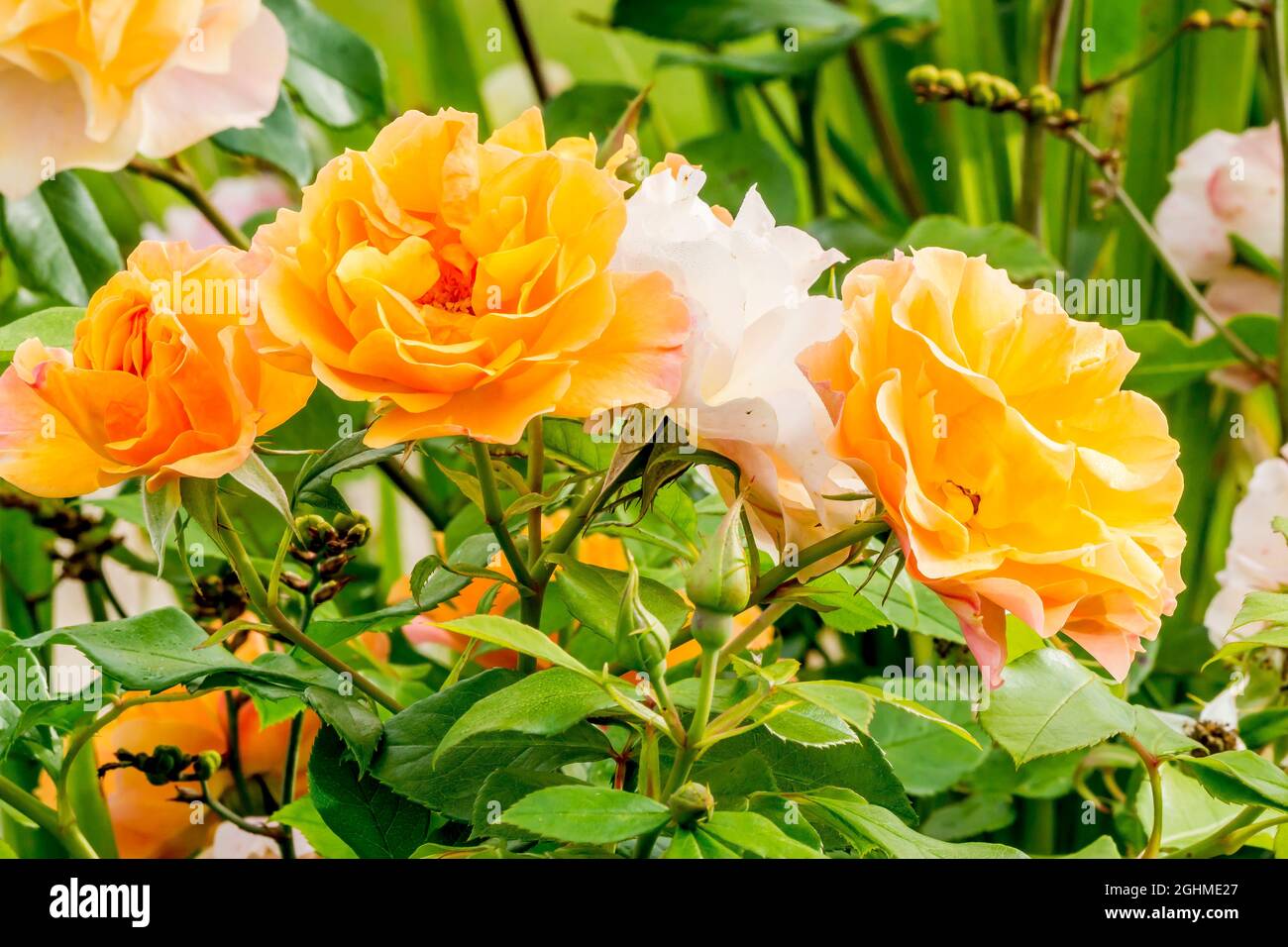 Rose tree 'Graham Thomas' in bloom in a garden Stock Photo