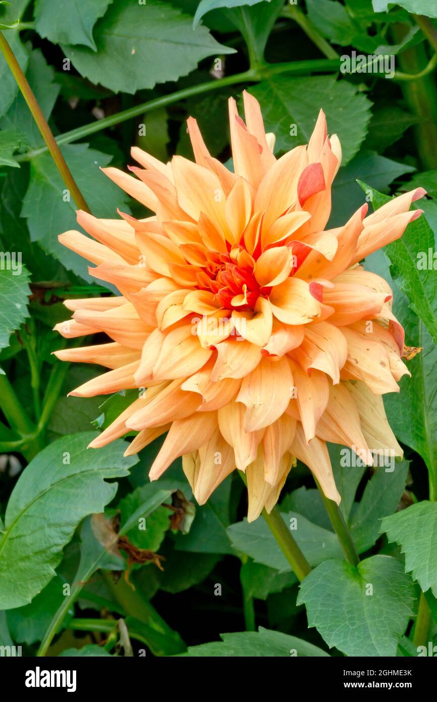 Dahlia ‘French Cancan’ in bloom in a garden Stock Photo - Alamy