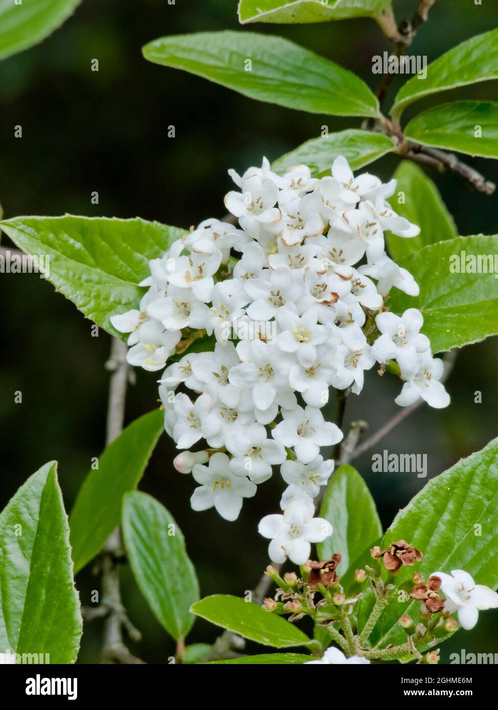 Viburnum x burkwoodii 'Anne Russel' Stock Photo Alamy