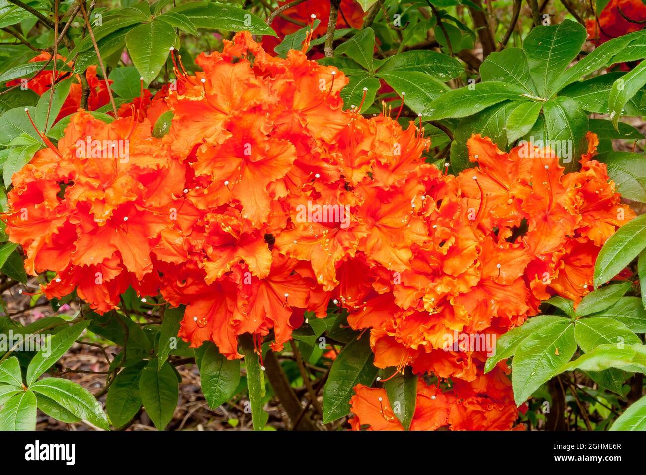 Azalea 'Gibraltar' in bloom in a garden Stock Photo