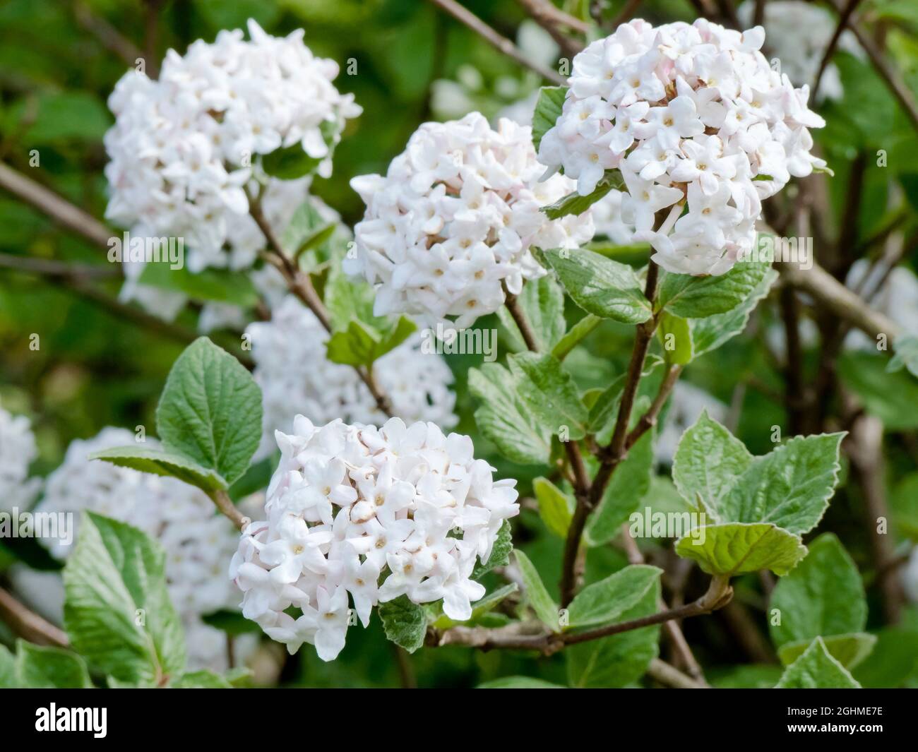 Viburnum carlesii spring hires stock photography and images Alamy