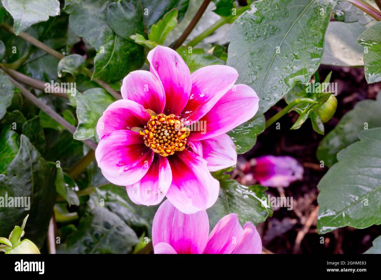 Dahlia 'Candy Eyes' in bloom in a garden Stock Photo Alamy