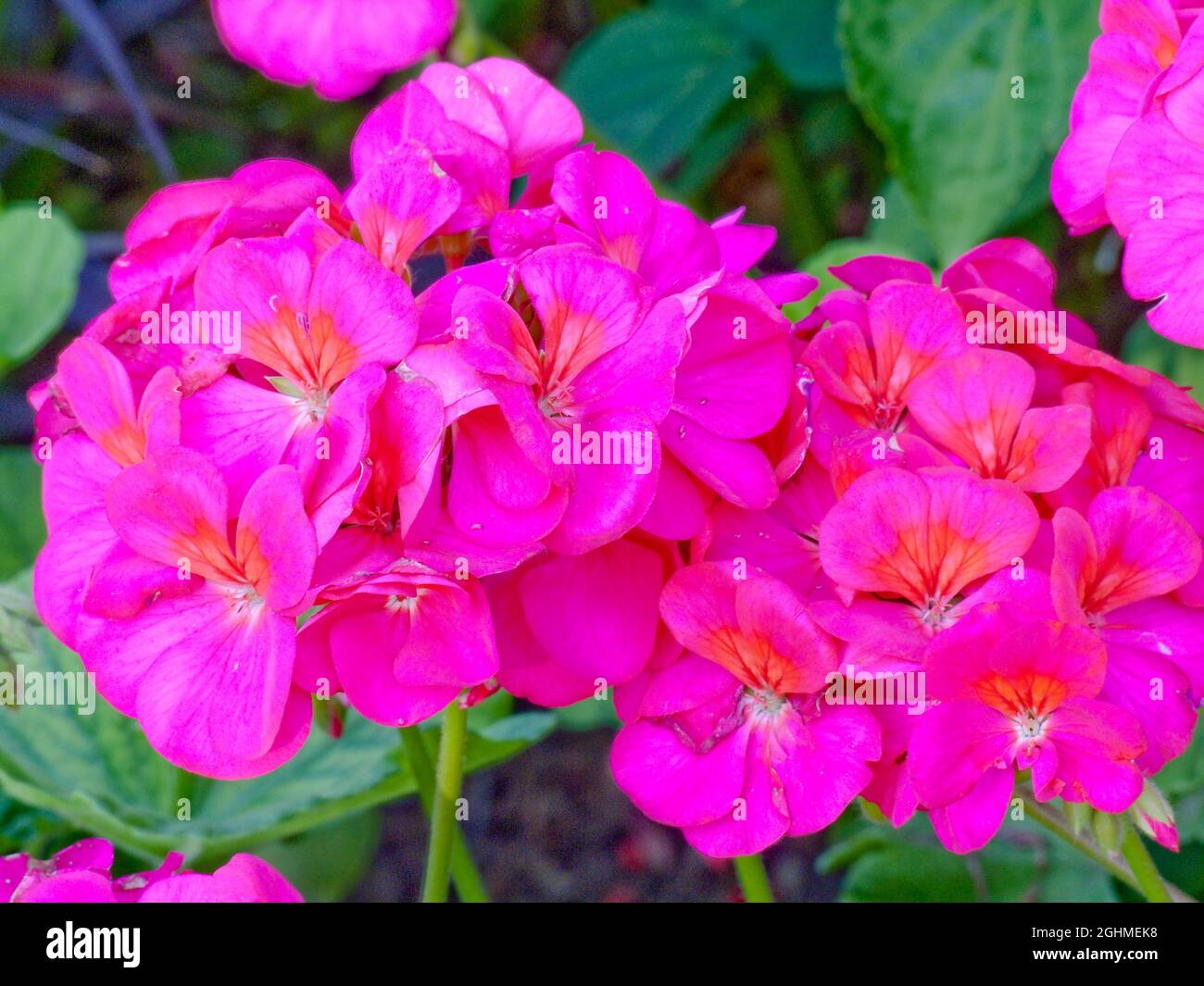 Pelargonium 'Maverick Violet' in bloom in a garden Stock Photo - Alamy