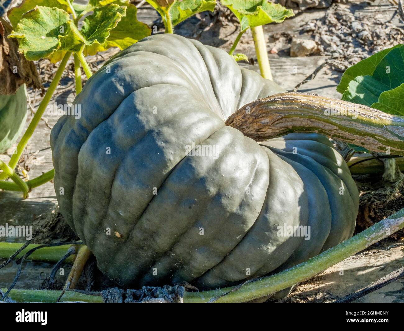 cucurbita-maxima-jarrahdale-stock-photo-alamy