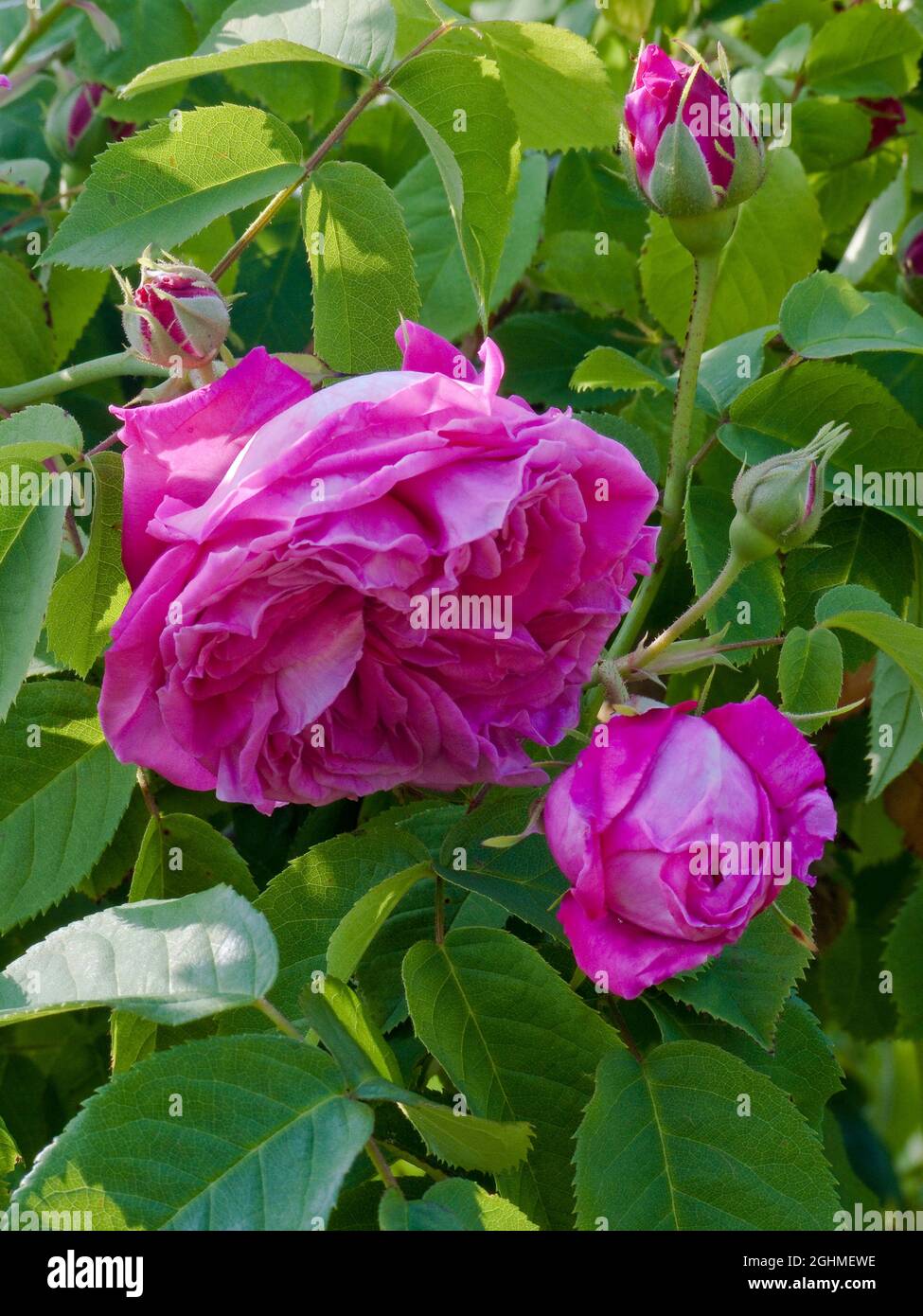 Rose 'General Jacqueminot' in a garden Stock Photo - Alamy