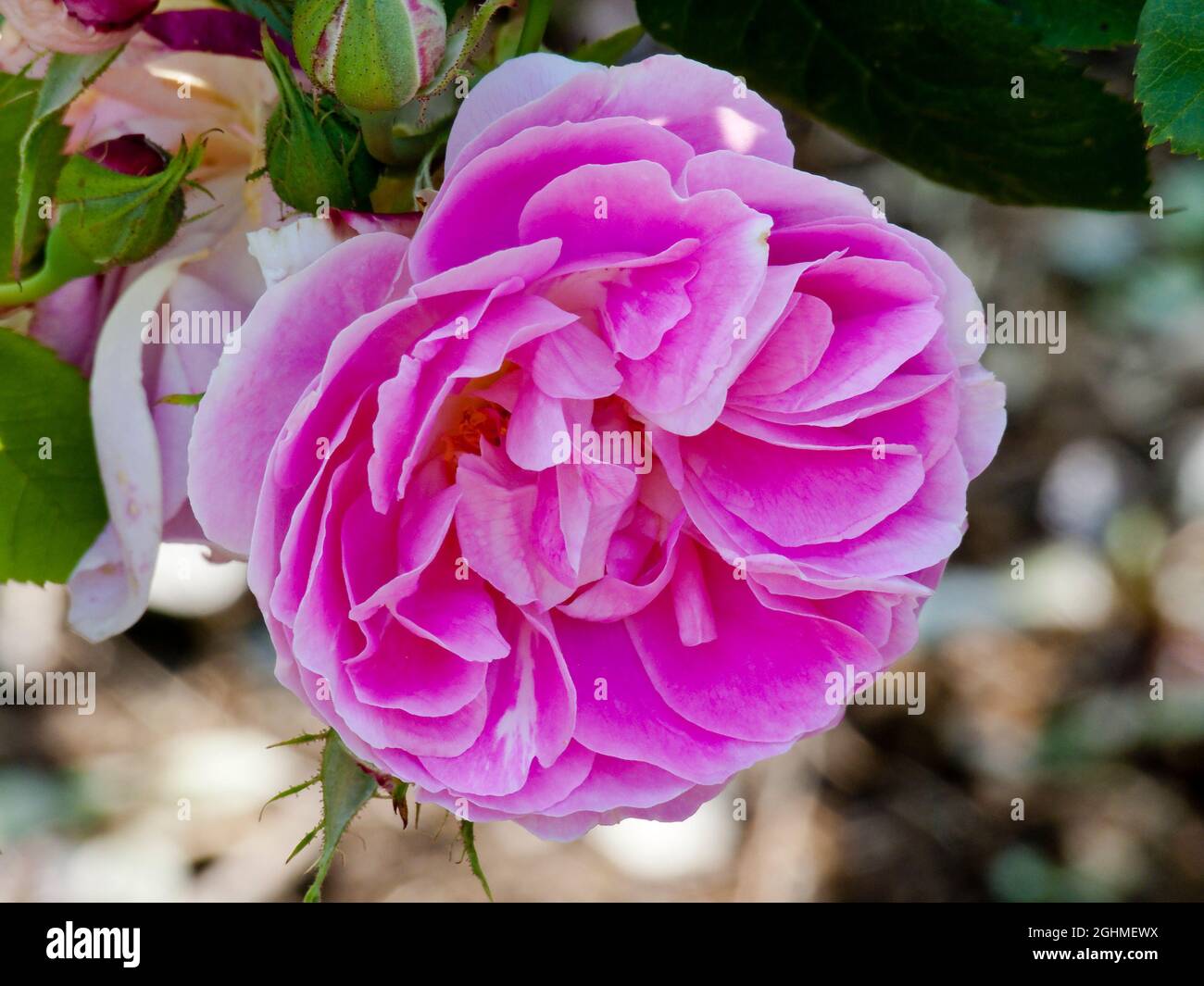 Rosa bourbon queen rose hi-res stock photography and images - Alamy