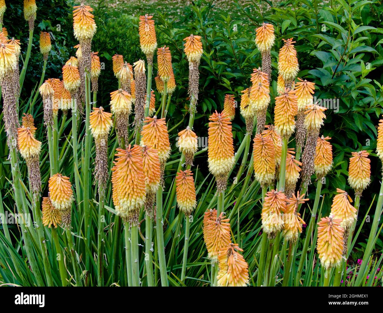 Kniphofia triangularis 'Royal Castle' Stock Photo - Alamy