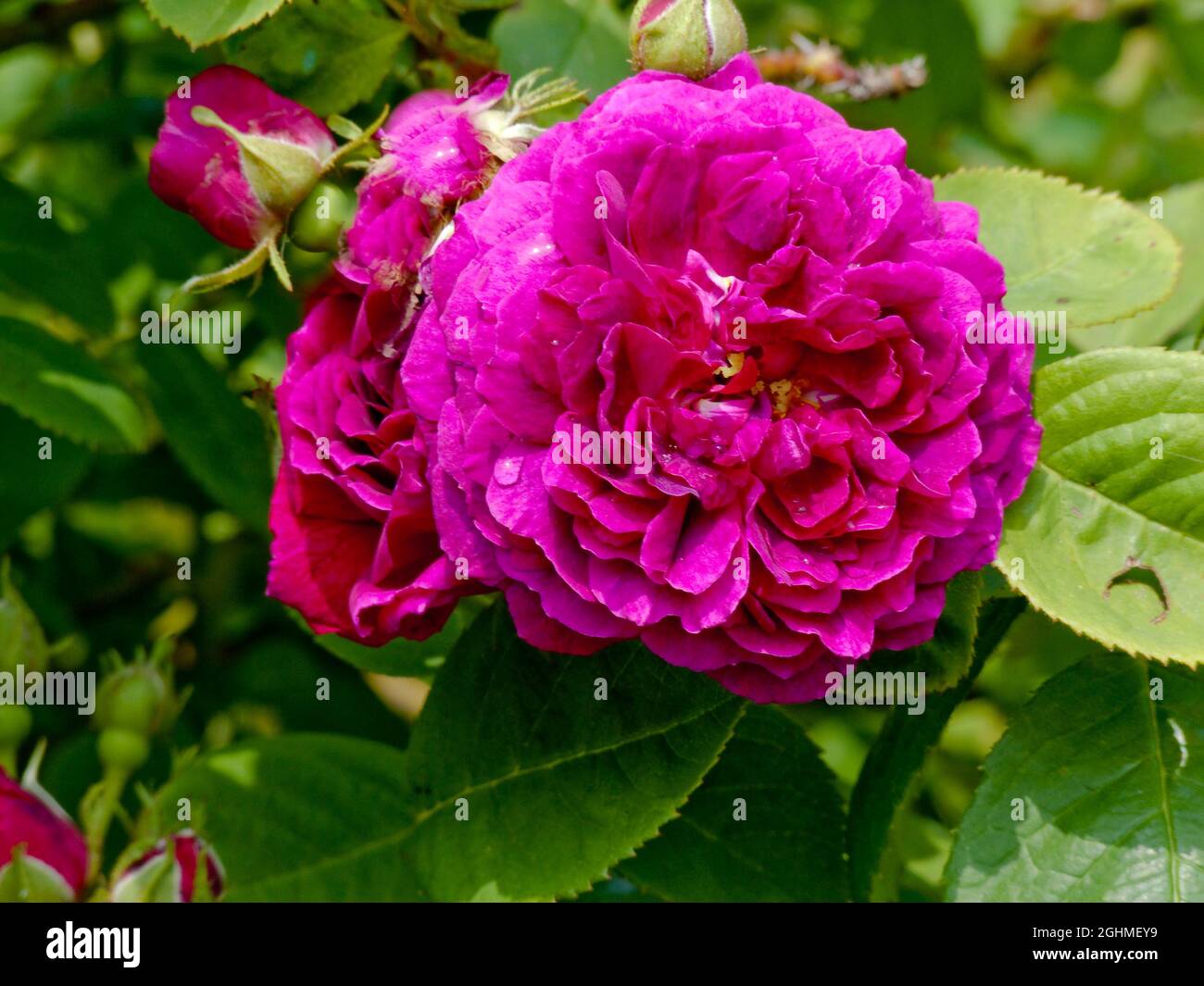 Rose tree 'Souvenir de Victor Emmanuel' in bloom in a garden Stock Photo -  Alamy