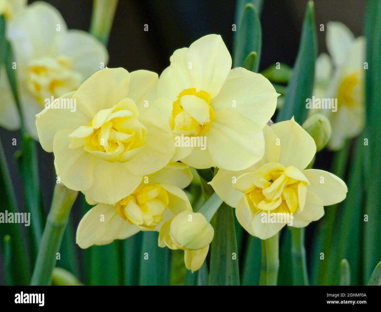 Narcissus Yellow Cheerfulness Stock Photo Alamy