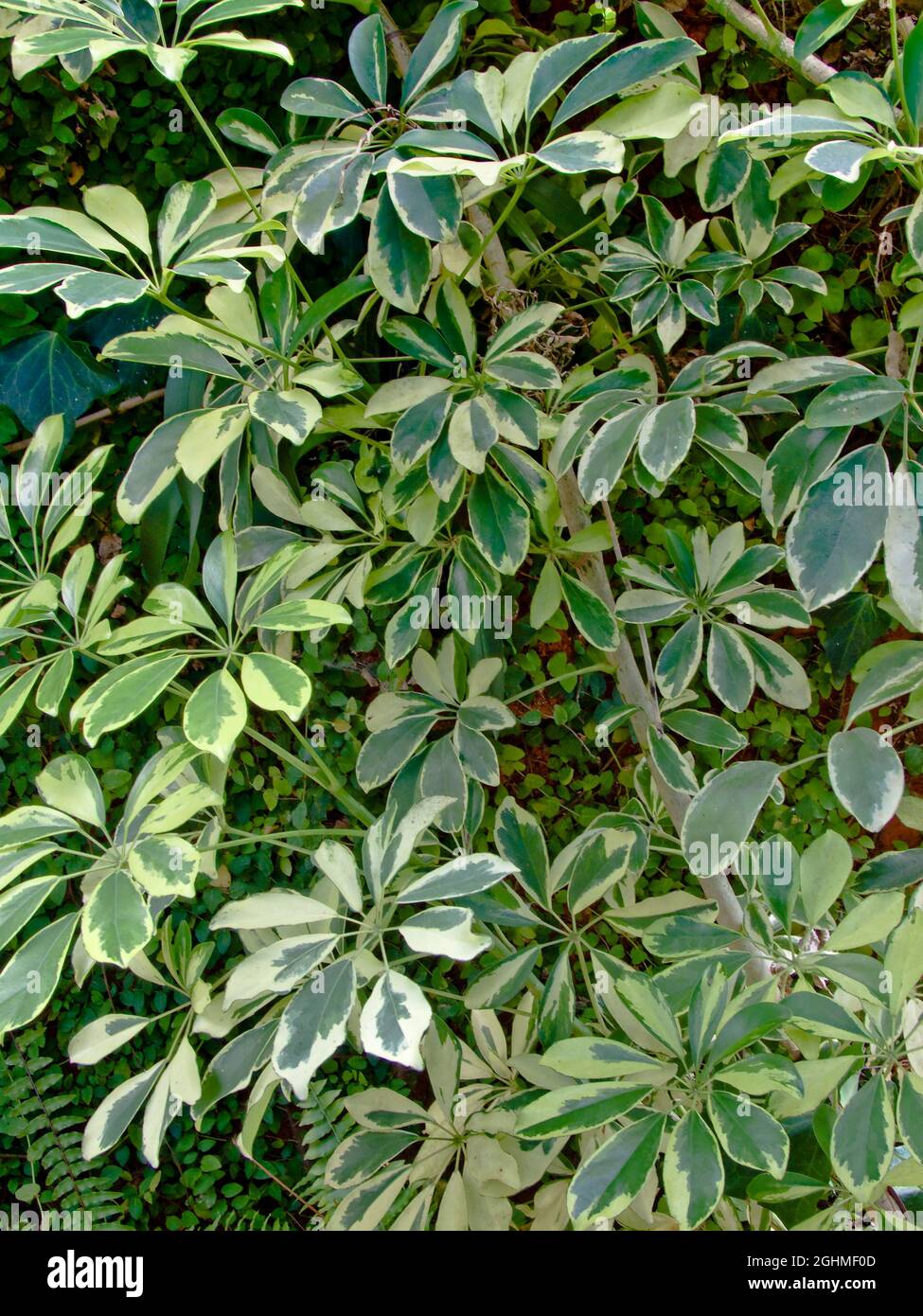 Schefflera actinophylla 'Variegata' Stock Photo