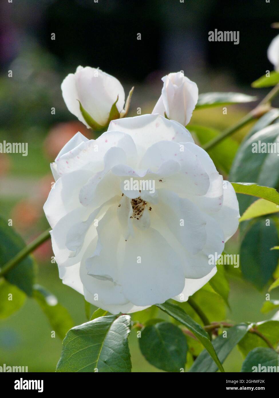 Fee des neiges hi-res stock photography and images - Alamy